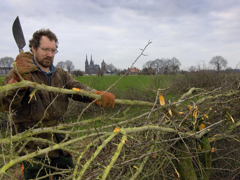 National hedge laying championships