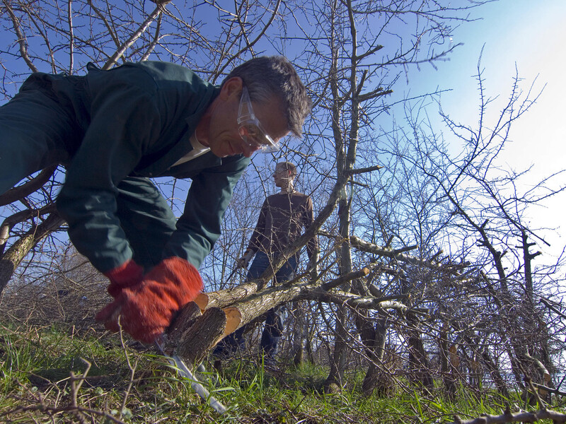 National hedge laying championships