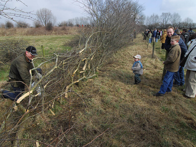 National hedge laying championships