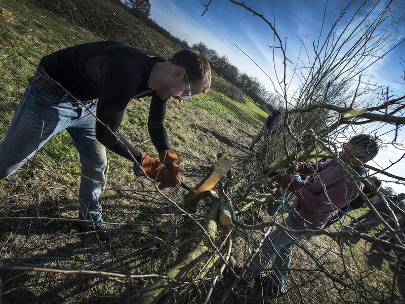 National hedge laying championships